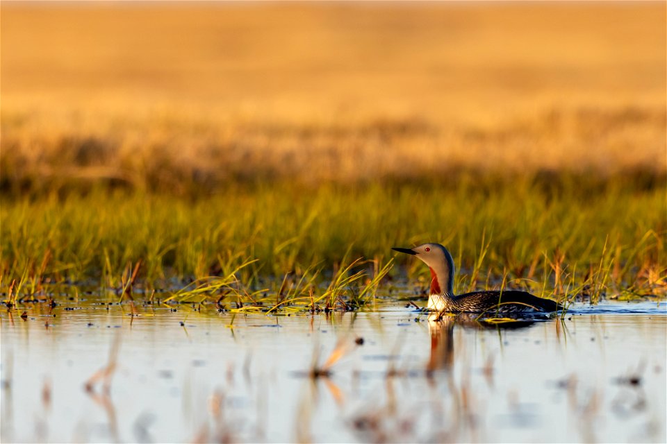 Red-throated loon
