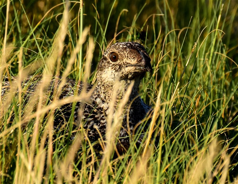 Greater sage-grouse at Seedskadee National Wildlife Refuge