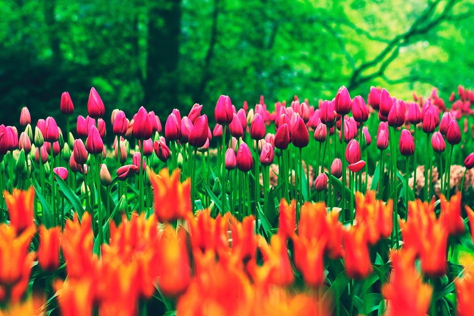 Tulip Flowers In Field