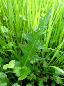 Cirsium dissectum (L.) Hill, 1768