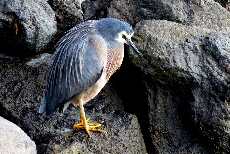 White-faced heron.(Egretta novaehollandiae)