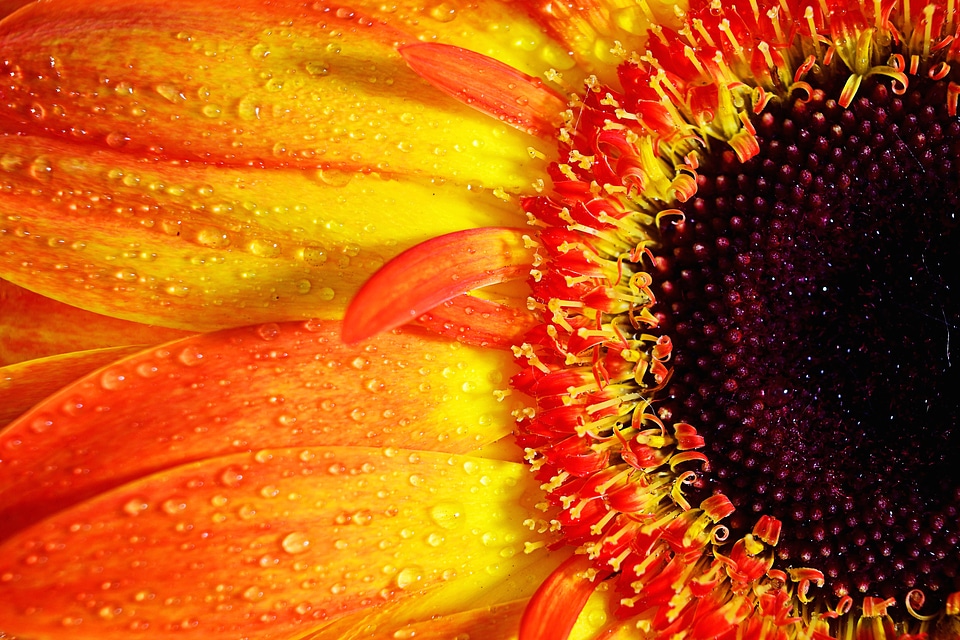 Gerbera Flower Macro