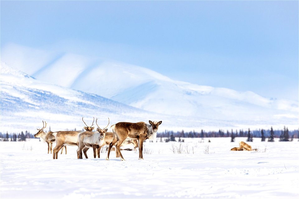 Caribou along a winter trail on Selawik National Wildlife Refuge