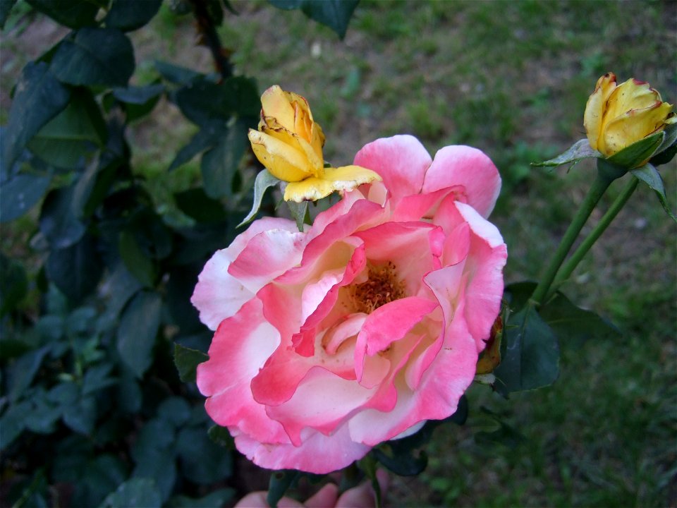 tradAliulia2009_0613_103236