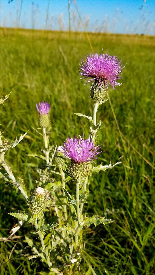 Native Thistle Lake Andes Wetland Management District South Dakota