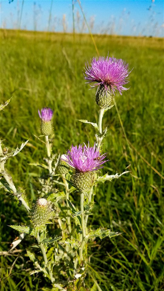 Native Thistle Lake Andes Wetland Management District South Dakota photo