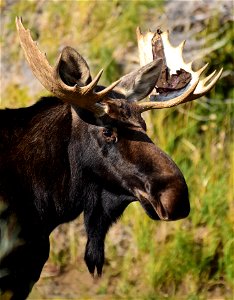 Moose at Seedskadee National Wildlife Refuge