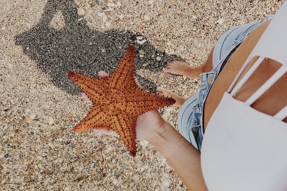 Person Holding Starfish