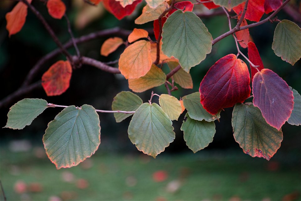 foveon gardening photo