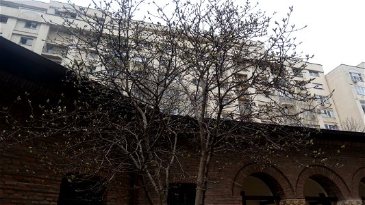Antim_monastery-2023_0226_171126
