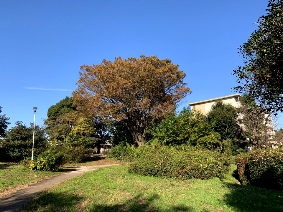 Shimosatohonmuraiseki Park in Nobidome, Higashikurume-shi in November