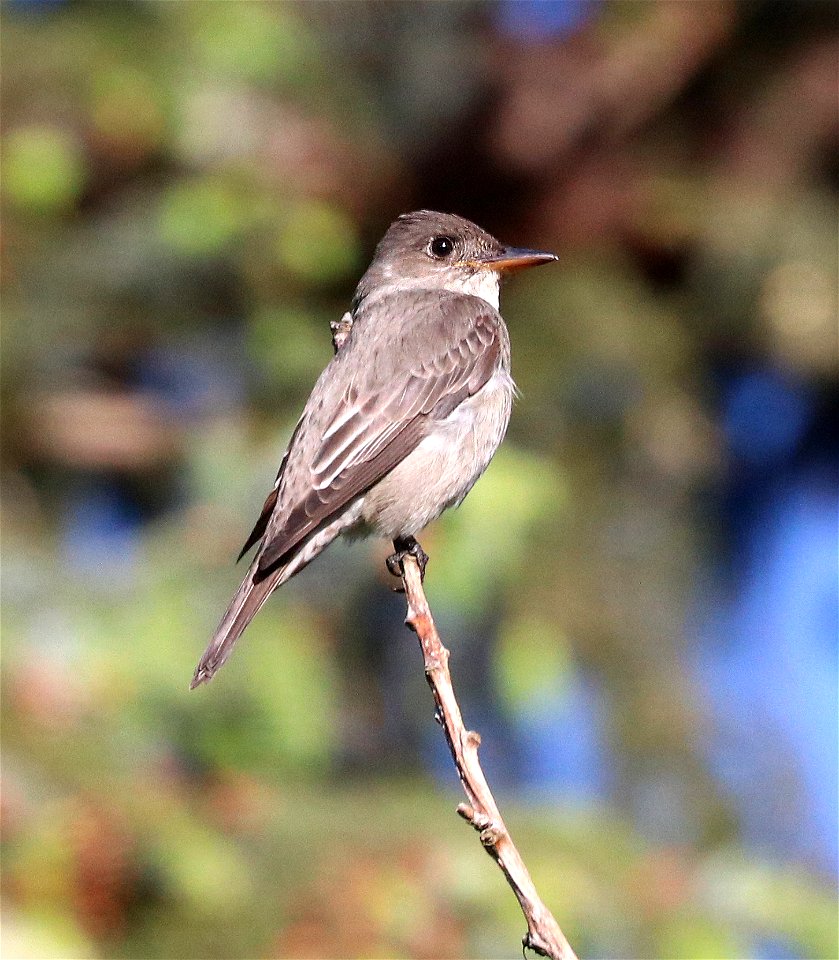 570 - OLIVE-SIDED FLYCATCHER (5-23-2021) yard, crescent city, ca -01