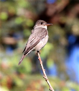 570 - OLIVE-SIDED FLYCATCHER (5-23-2021) yard, crescent city, ca -01