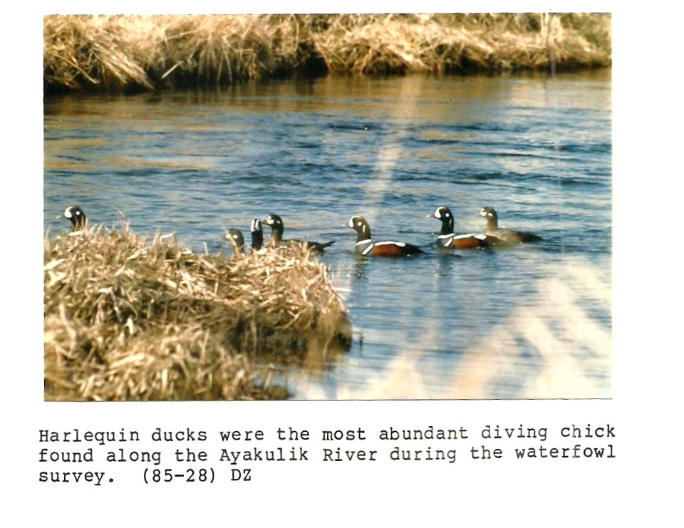 (1985) Harlequin Ducks
