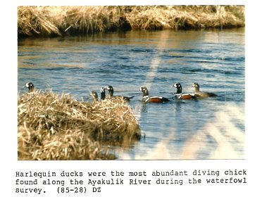 (1985) Harlequin Ducks photo