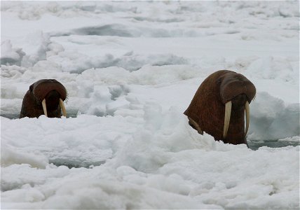 Pacific Walrus Surfacing Through Ice photo