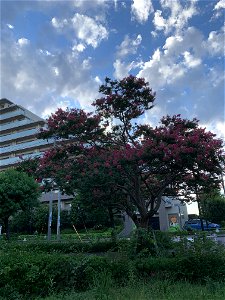 Hibarigaokadanchi in Higashikurume-shi