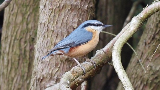 Kleiber auf einem Thuja-Ast