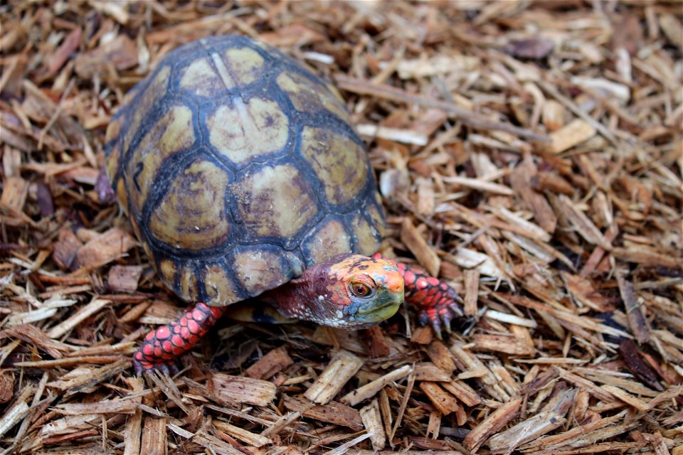 Mexican Box Turtle