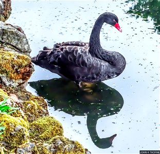 BLACK SWAN