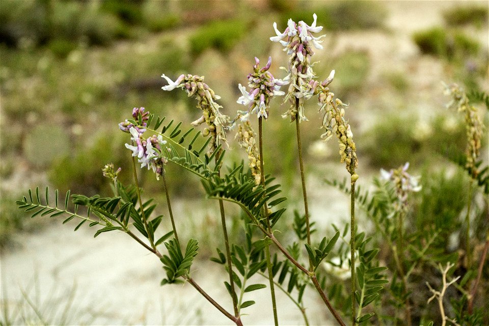 Astragalus bisulcatus