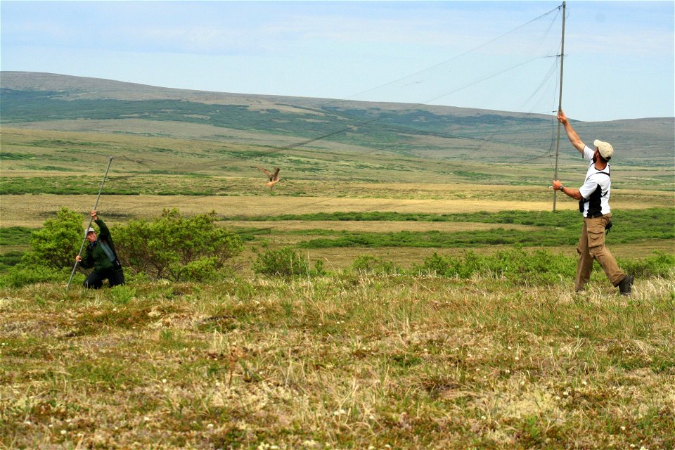 Capturing Bristle-thighed Curlew