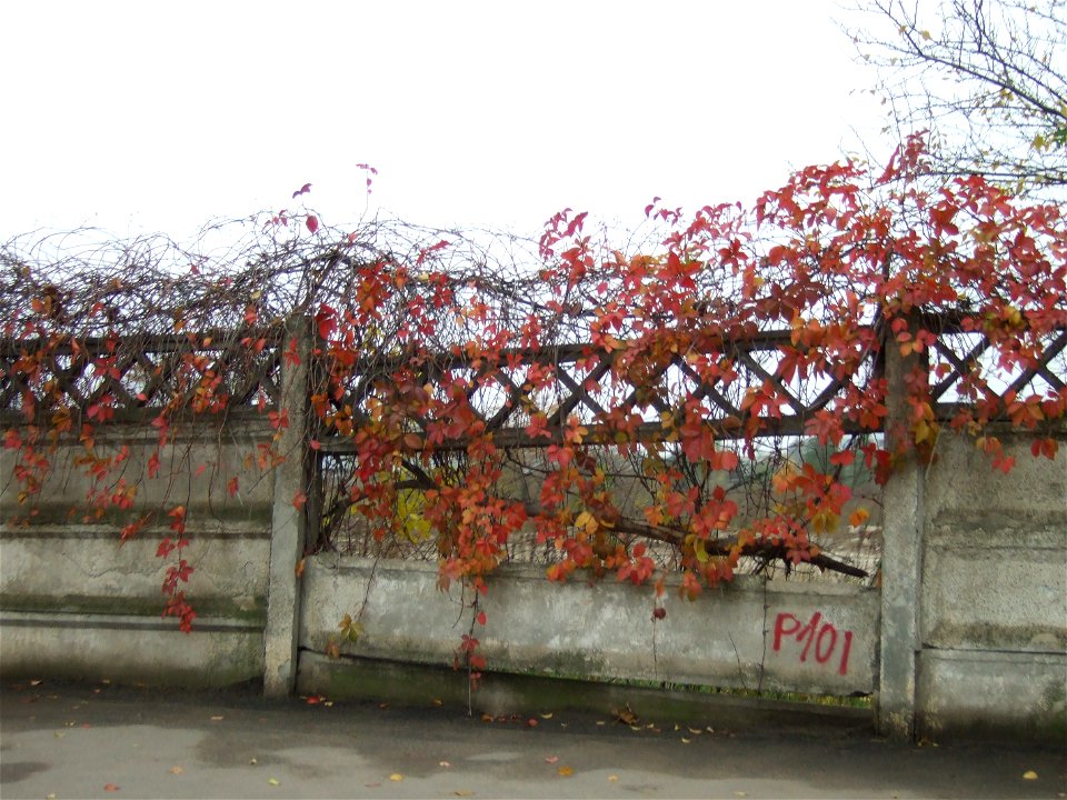 toamna_20091118_01