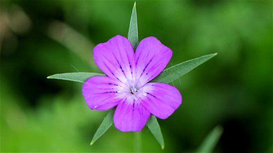 Kornrade (Agrostemma githago)