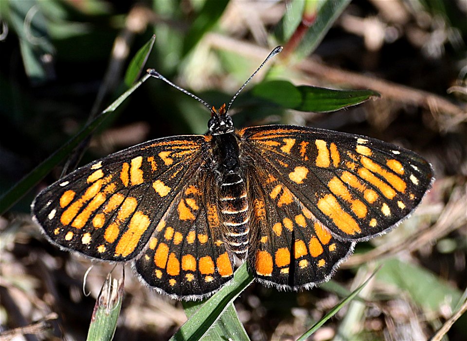 PATCH, DEFINITE (Chlosyne definita) (12-15-2022) dick kleberg park, kingville, king co, tx -06