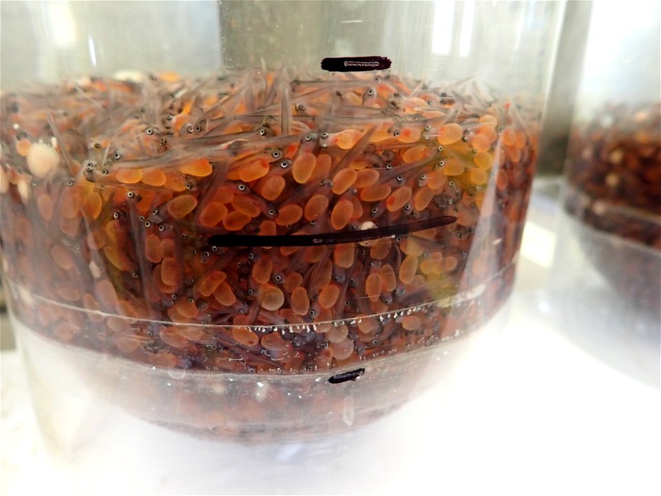 Larval Rainbow Trout