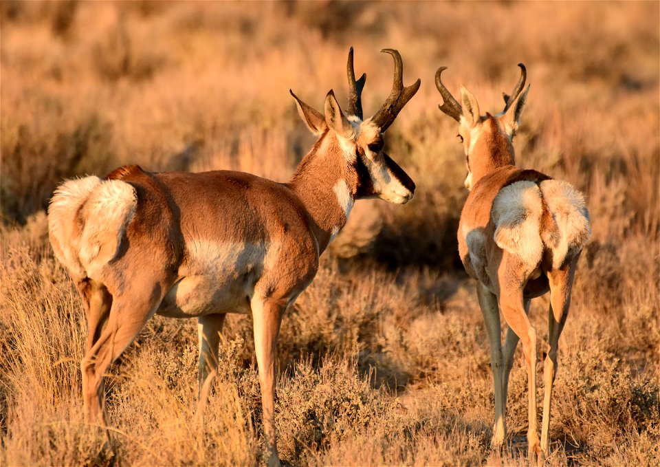 Pronghorn at Seedskadee National Wildlife Refuge