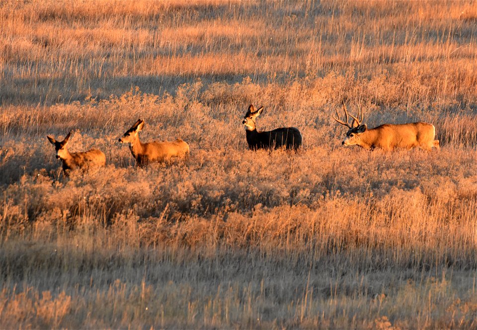 Mule deer at Seedskadee National Wildlife Refuge