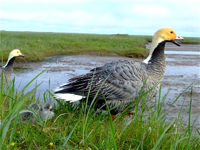 Emperor Goose defending nest photo