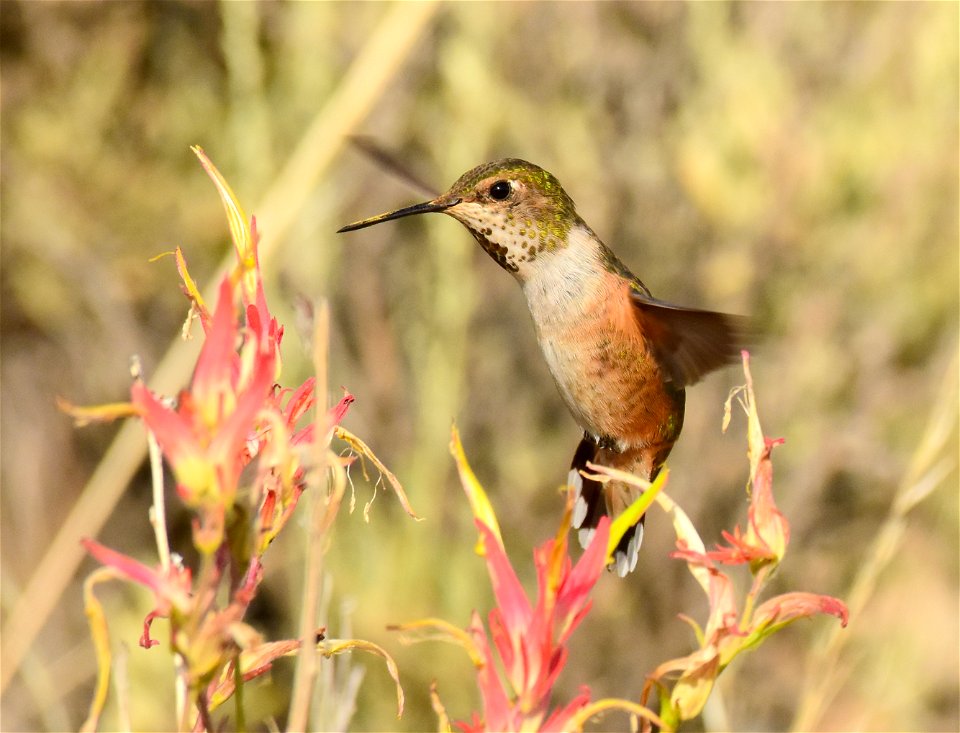 Rufous hummingbird at Seedskadee National Wildlife Refuge