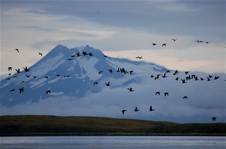 Brant flyby