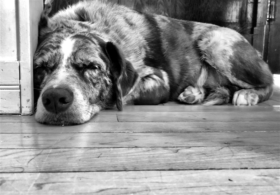 2022/365/39 Serenity Dog