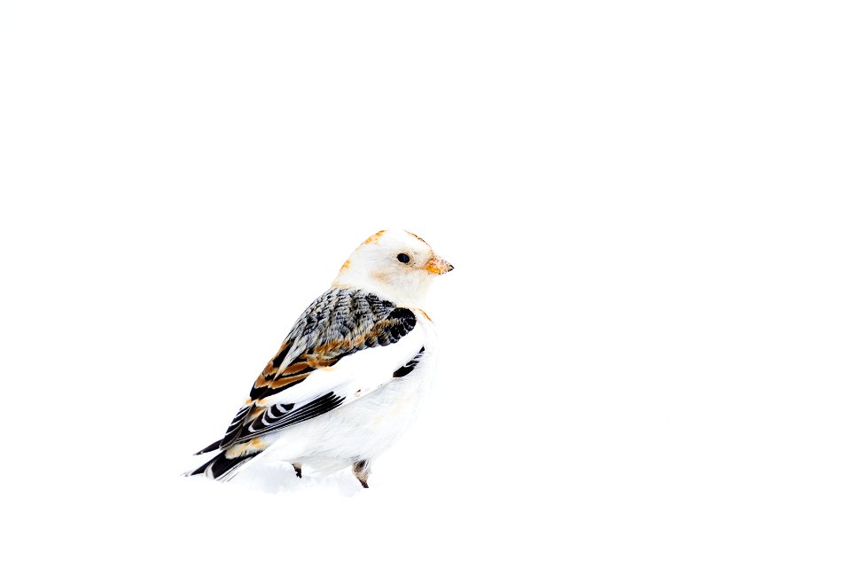 Snow bunting in the snow