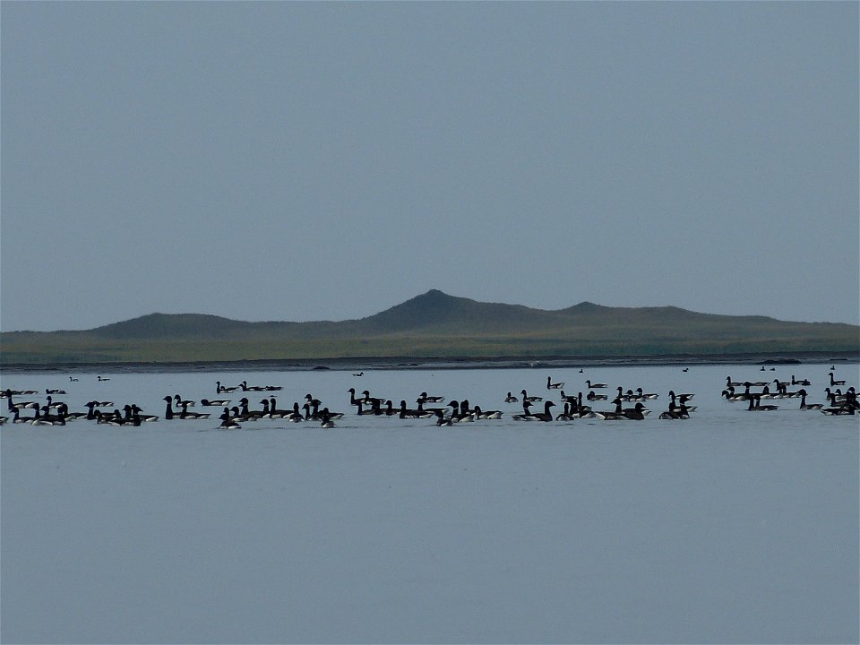Brant at Izembek Lagoon