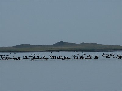 Brant at Izembek Lagoon photo