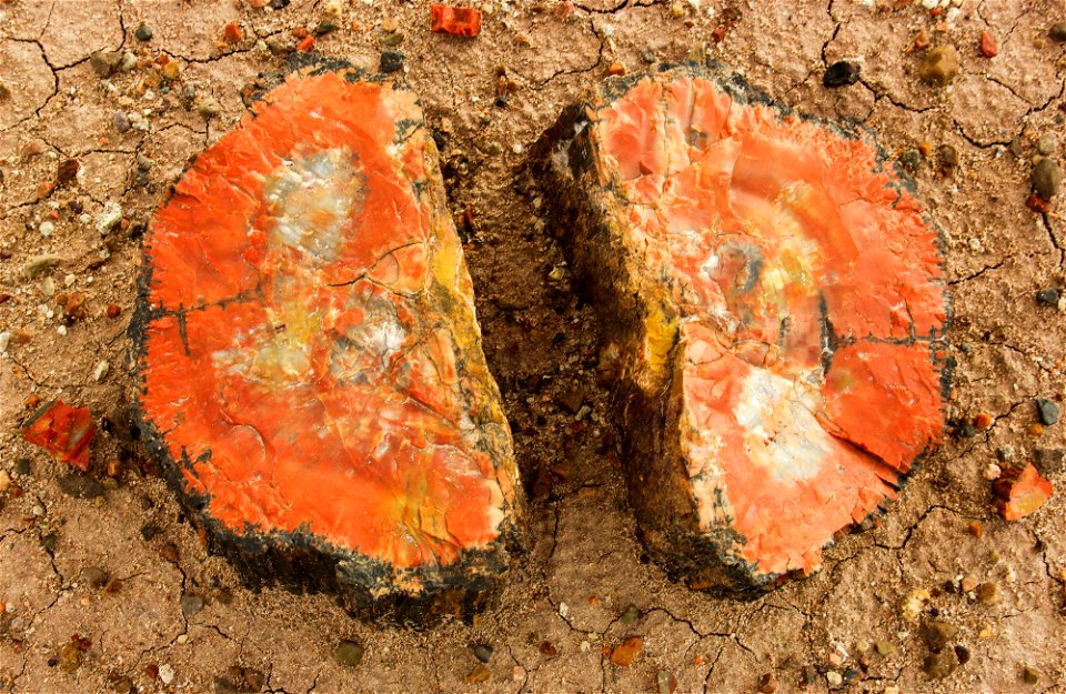 Closeup petrified wood, NPS-Stuart Holmes