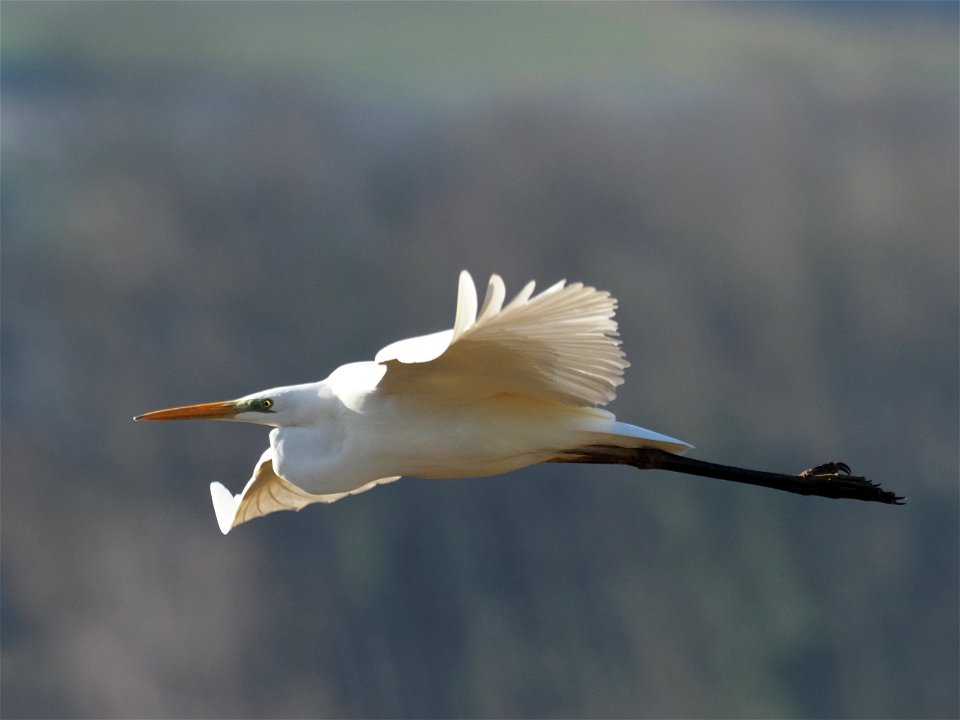 Silberreiher im Flug