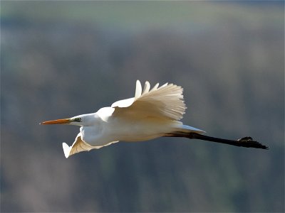 Silberreiher im Flug