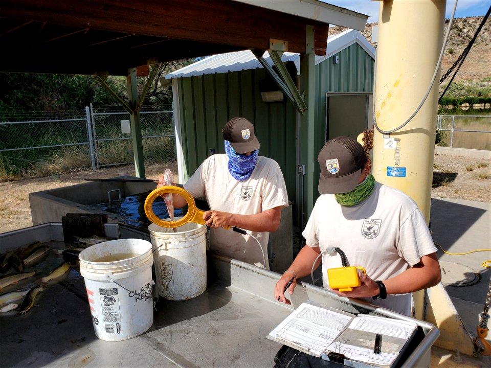 Recording Fish Data