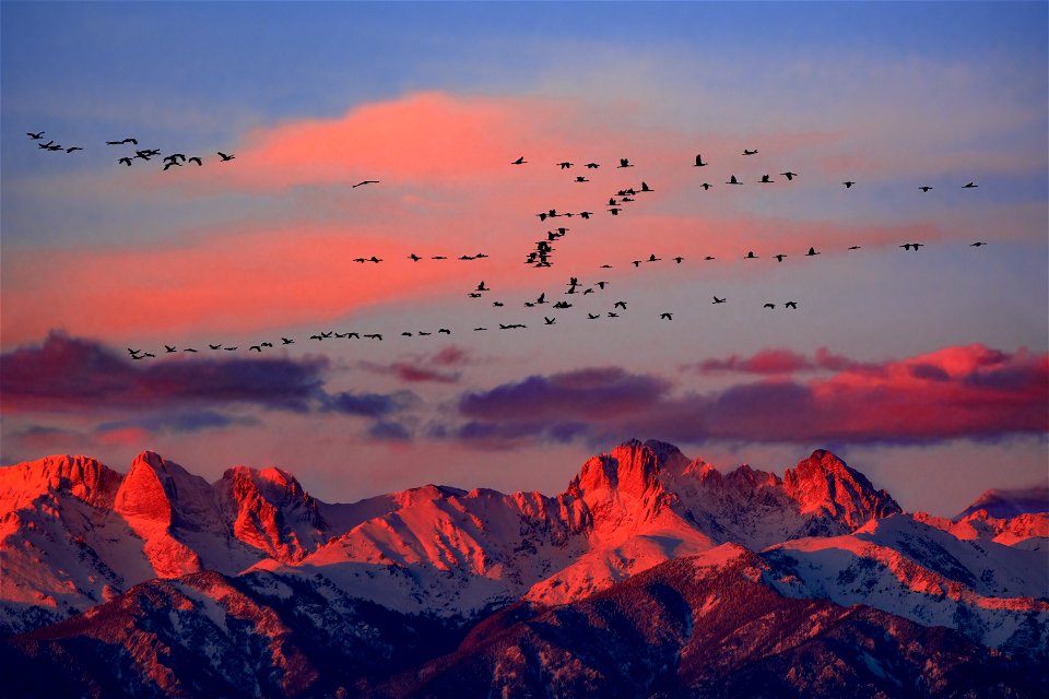 Sandhill Cranes and Crestone Peaks