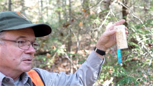 Releasing Laricobius Beetles