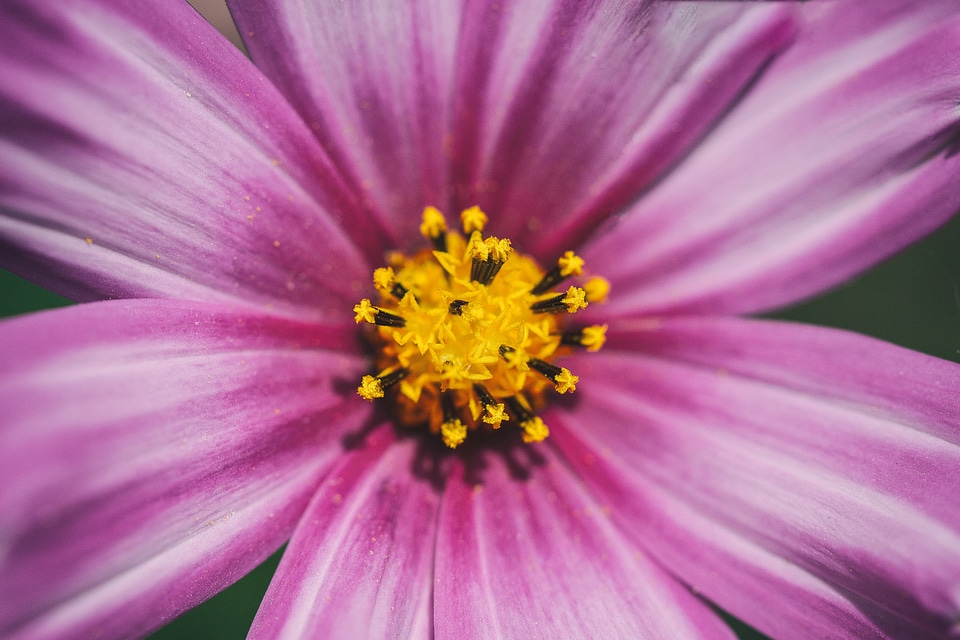 Cosmos Flower Macro