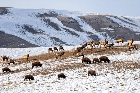 Elk & Bison on the National Elk Refuge photo