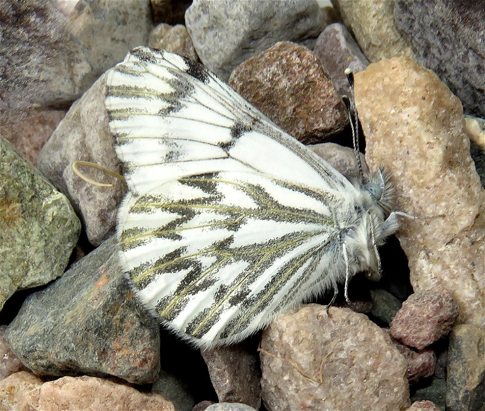 WHITE, SPRING (Pontia sisymbrii) (04-28-2023)  upper eight dollar road, josephine co, or -01