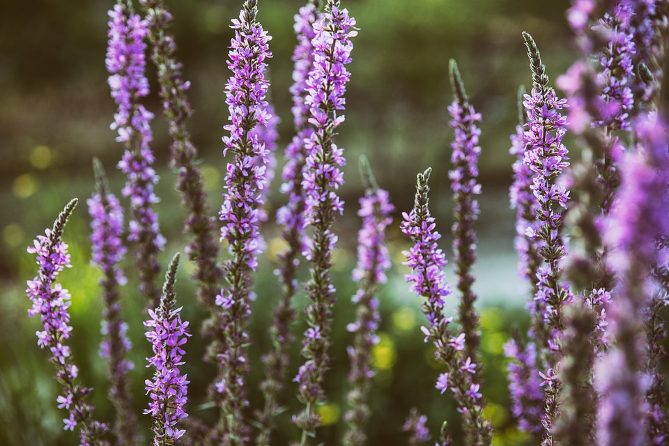 Lavender Plant photo