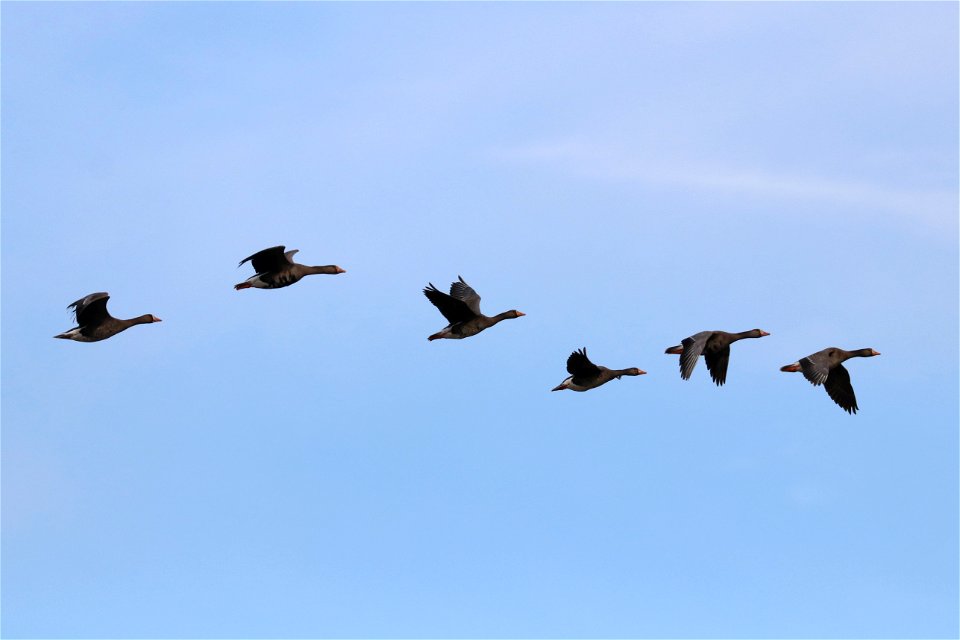 Greater White-fronted Geese